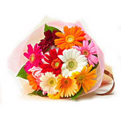 Mixed Gerbera