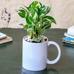 Money plant mug