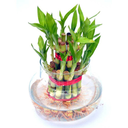 bamboo plant - with vase