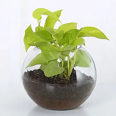 Money Plant Vase