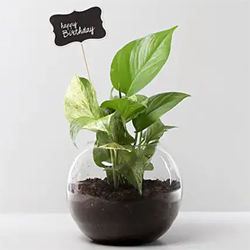Money Plant Vase 