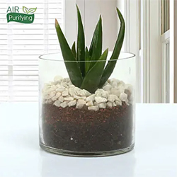 Aloe Vera Glory vase