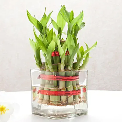 2 Layer Bamboo vase