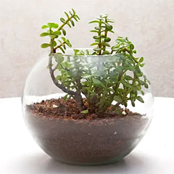 Fantastic Jade vase