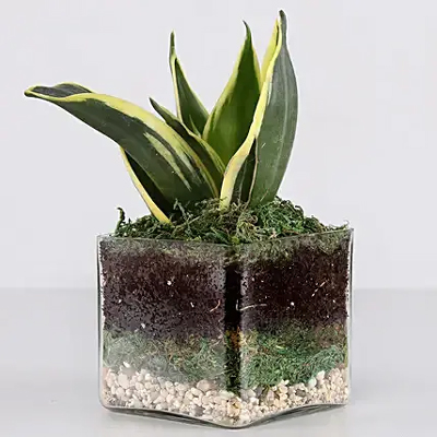 Lotus Sansevieria vase