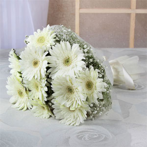 White Gerberas