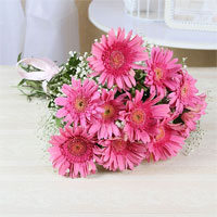 pink Gerberas  to Rajahmundry