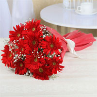 Red Gerberas