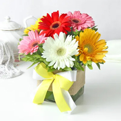 8 Beautiful Assorted Gerberas  to Rajahmundry