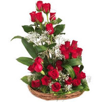 Beautiful Red Roses