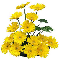 Yellow Gerberas basket  to Vizag