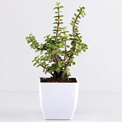 Jade plant