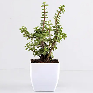 Jade plant