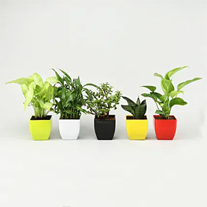 House Plant Set of 5