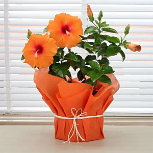 Hibiscus Plant