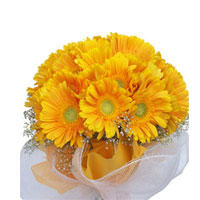 24 yellow gerbers bunch  to Kakinada