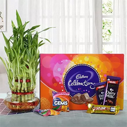 Yummy Chocolates N Bamboo Plant to Rajahmundry