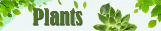 flower plants delivery