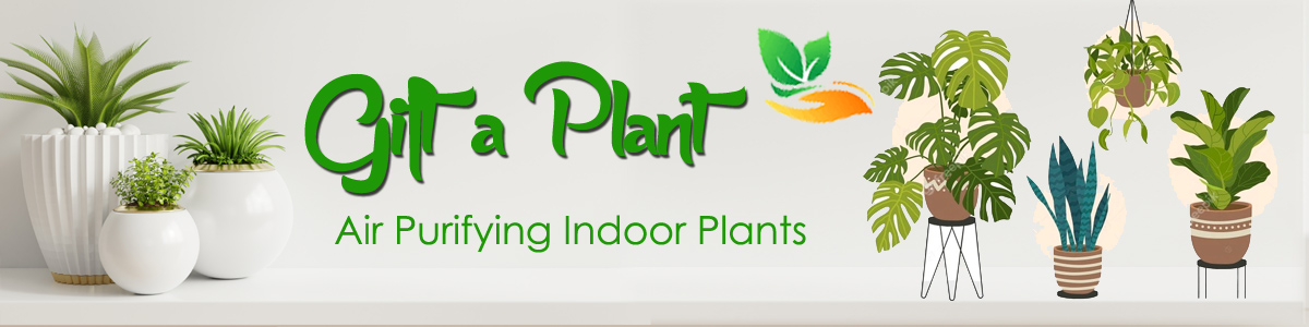 Indoor Plants