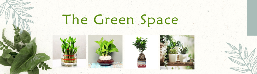 plants